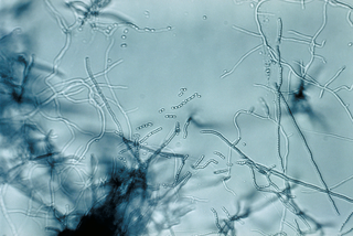 <i>Streptomyces</i> Genus of bacteria