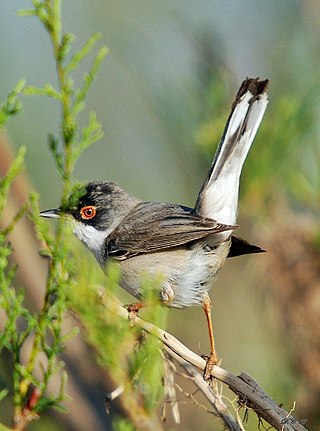 <span class="mw-page-title-main">Menetries's warbler</span> Species of bird