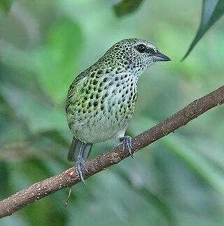 <span class="mw-page-title-main">Spotted tanager</span> Species of bird