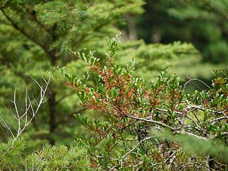 <i>Taxillus kaempferi</i> Species of mistletoe