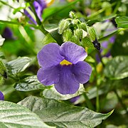 Thunbergia natalensis