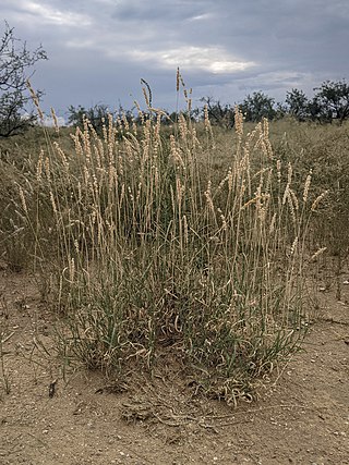 <i>Hilaria mutica</i> Grass species