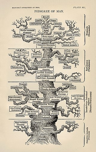 <span class="mw-page-title-main">History of evolutionary thought</span>