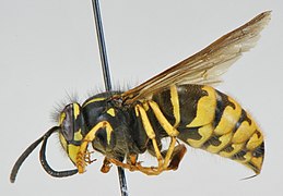 Vespula alascensis