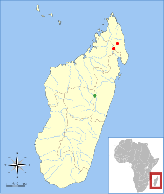 <i>Voalavo</i> Genus of rodents from Madagascar