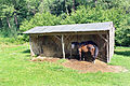 Čeština: Chov koní v osadě Gabrhele, části Řehenic English: Horses in Gabrhele, part of Řehenice, Czech Republic