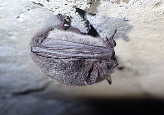 <span class="mw-page-title-main">Eastern long-fingered bat</span> Species of bat