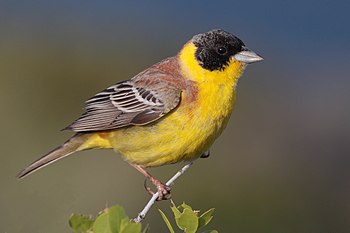 Black-headed Bunting