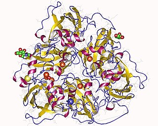 <span class="mw-page-title-main">Ceruloplasmin</span> Mammalian protein found in Homo sapiens