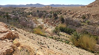 <span class="mw-page-title-main">Deserts and xeric shrublands</span> Habitat type defined by the World Wide Fund for Nature