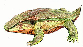 <i>Anakamacops</i> Genus of amphibians (fossil)