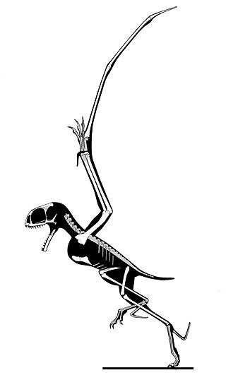 <i>Anurognathus</i> Genus of anurognathid pterosaur from the Late Jurassic