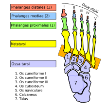 Articulationes tarsometatarsales-la.svg