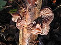 Auricularia auricula-judae