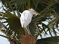 Gambia