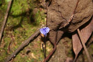 <span class="mw-page-title-main">Burmanniaceae</span> Family of flowering plants