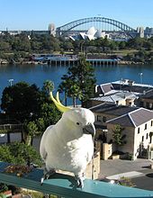 オウムが市街地の高層階のバルコニーにとまっている。背景に郊外の風景が広がっている。