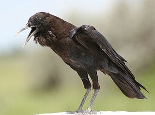 <span class="mw-page-title-main">Cape crow</span> Species of bird