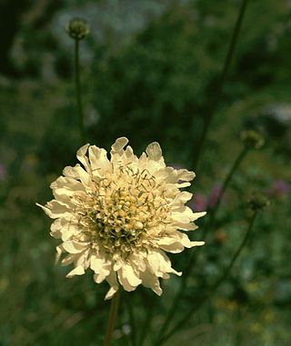 <i>Cephalaria</i> Genus of flowering plants in the honeysuckle family Caprifoliaceae