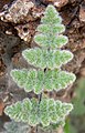 Cheilanthes parryi