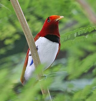 <span class="mw-page-title-main">Corvides</span> Bird clade in the order of Passeriformes