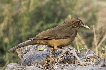 adult T. g. megas, Guatemala