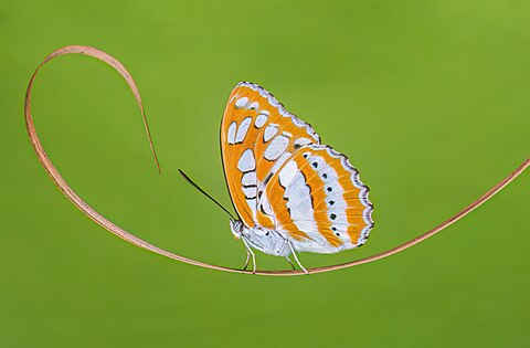 Close wing Basking of Athyma perius (Linnaeus, 1758) - Common Sergeant