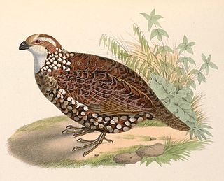 <span class="mw-page-title-main">Spot-bellied bobwhite</span> Species of bird