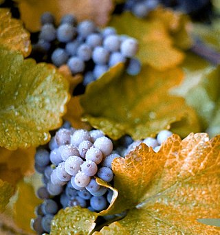 <span class="mw-page-title-main">Concord grape</span> Dark blue or purple grape cultivar