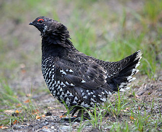 <span class="mw-page-title-main">Siberian grouse</span> Species of bird