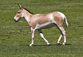 <span class="mw-page-title-main">Equidae</span> Family of hoofed mammals