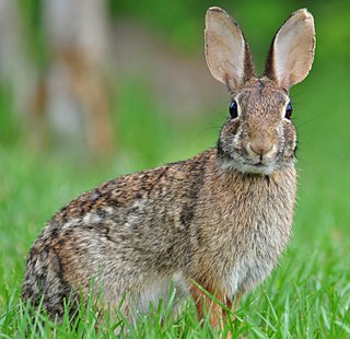 <span class="mw-page-title-main">Lagomorpha</span> Order of mammals