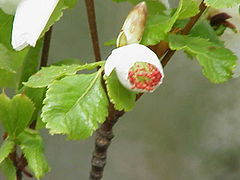 Eucryphia glutinosa.