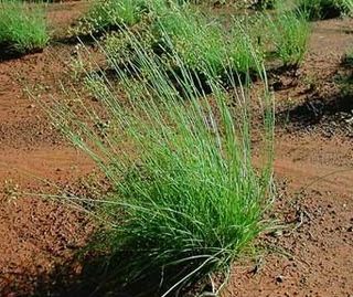 <i>Fimbristylis dichotoma</i> Species of grass-like plant