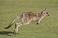 43 Forester kangaroo (Macropus giganteus tasmaniensis) juvenile hopping Esk Valley uploaded by Charlesjsharp, nominated by Charlesjsharp,  11,  0,  0