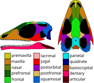 <i>Gephyrosaurus</i> Extinct genus of reptiles