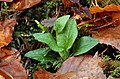 Goodyera repens