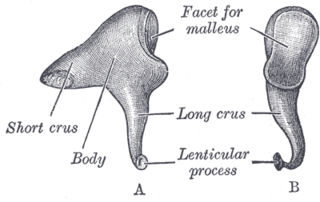 <i>Incus</i> Bone of the middle ear