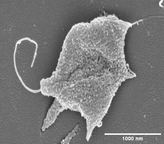 <i>Haloarcula</i> Genus of archaea