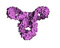 Immunoglobuline G (anticorps).