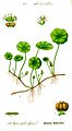 Hydrocotyle vulgaris