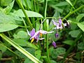 Karklavijas (Solanum dulcamara)