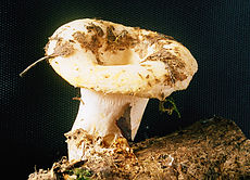 Gelsvasis piengrybis (Lactarius resimus)