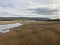 Leighton Moss reedbed.jpg