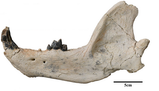 <i>Lonchocyon</i> Extinct genus of mammals