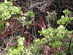 Manzanita branches with red bark ManzanitaShrubBranches wb.jpg