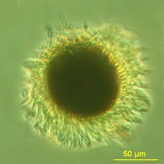 <i>Mesodinium rubrum</i> Species of single-celled organism