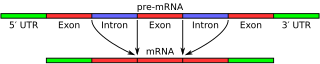 Exons and introns in pre-mRNA: forming mature mRNA by splicing. The UTRs are non-coding parts of exons at the ends of the mRNA.