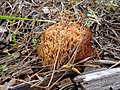 Ramaria flavescens