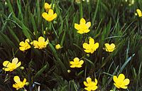 Ranunculus alismifolius